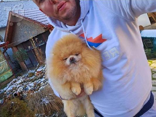Τέλειο θηλυκό Pomeranian